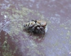 Carrhotus sannio