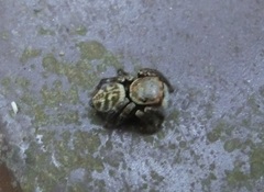 Carrhotus sannio