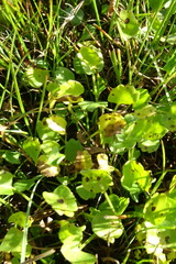 Halerpestes sarmentosa