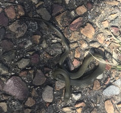 Serpentes