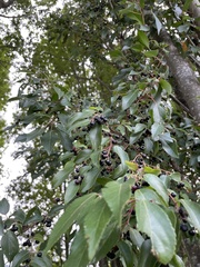 Aristotelia chilensis