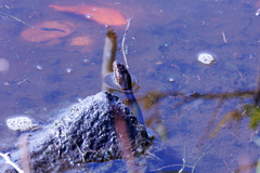 Nerodia clarkii taeniata