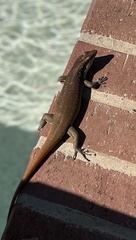 Trachylepis margaritifera