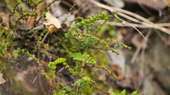 Cheilanthes chusana
