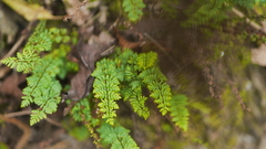 Cheilanthes chusana