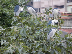 Nycticorax nycticorax nycticorax