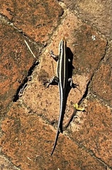 Trachylepis margaritifera