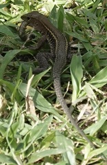 Pholidoscelis exsul