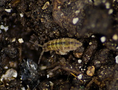 Isotomurus palustris