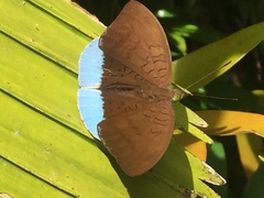 Tanaecia julii bougainvillei