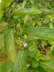 Hygrophila costata