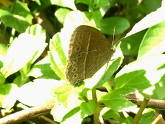 Mycalesis janardana