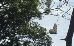Idea lynceus lynceus