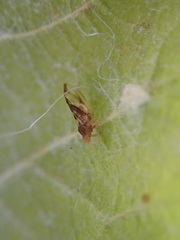 Phylloplecta tripunctata