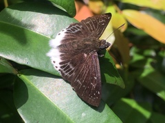 Darpa striata