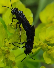 Tenthredo bifasciata