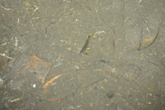 Poecilia reticulata