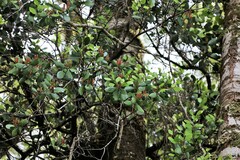 Peraxilla colensoi