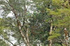 Peraxilla colensoi