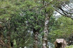 Peraxilla colensoi