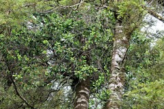 Peraxilla colensoi