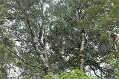 Peraxilla colensoi