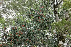Peraxilla colensoi
