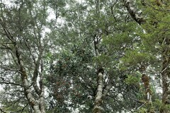 Peraxilla colensoi