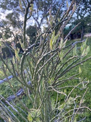 Euphorbia tithymaloides