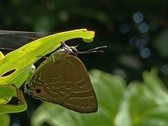 Deudorix epijarbas