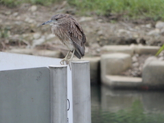 Nycticorax nycticorax nycticorax