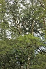 Peraxilla colensoi