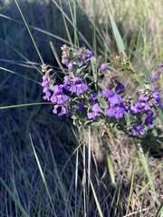 Angelonia