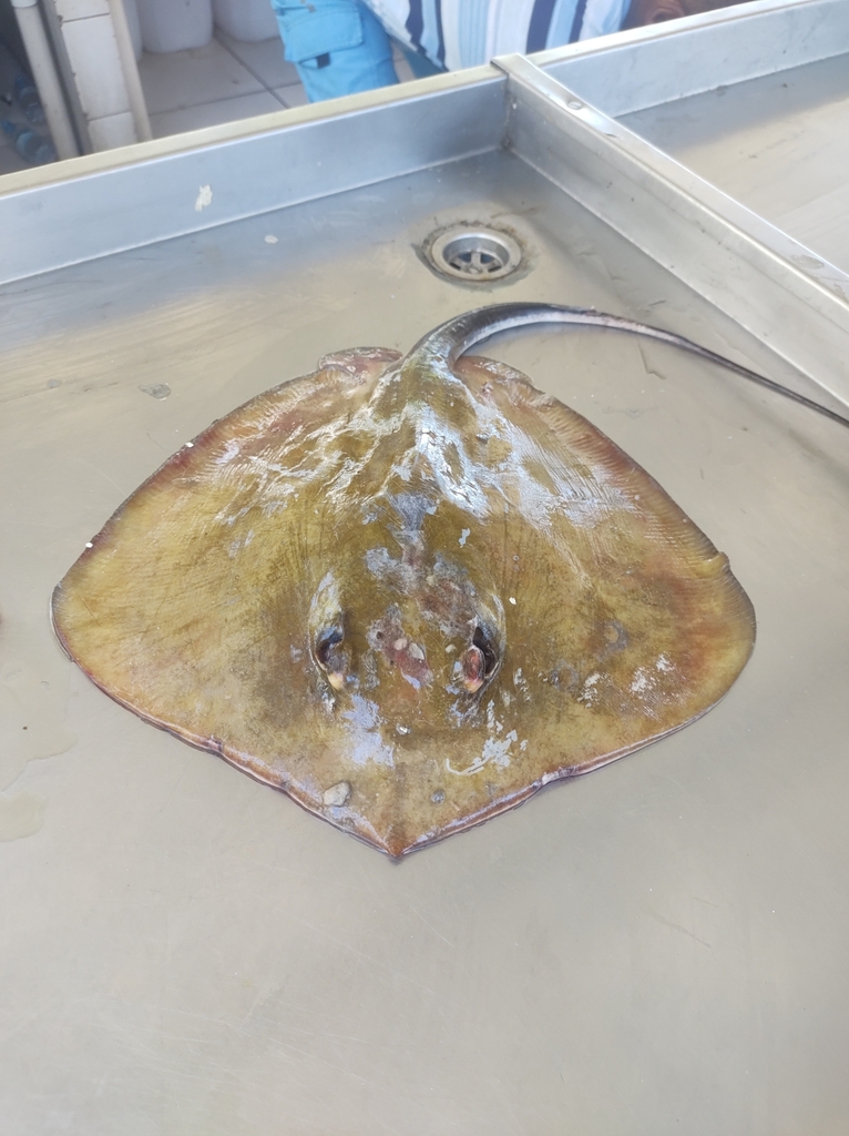 Groovebelly Stingray