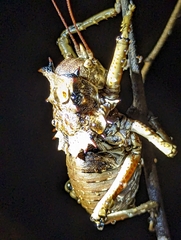 Enyaliopsis