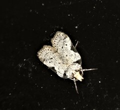 Philobota transversella