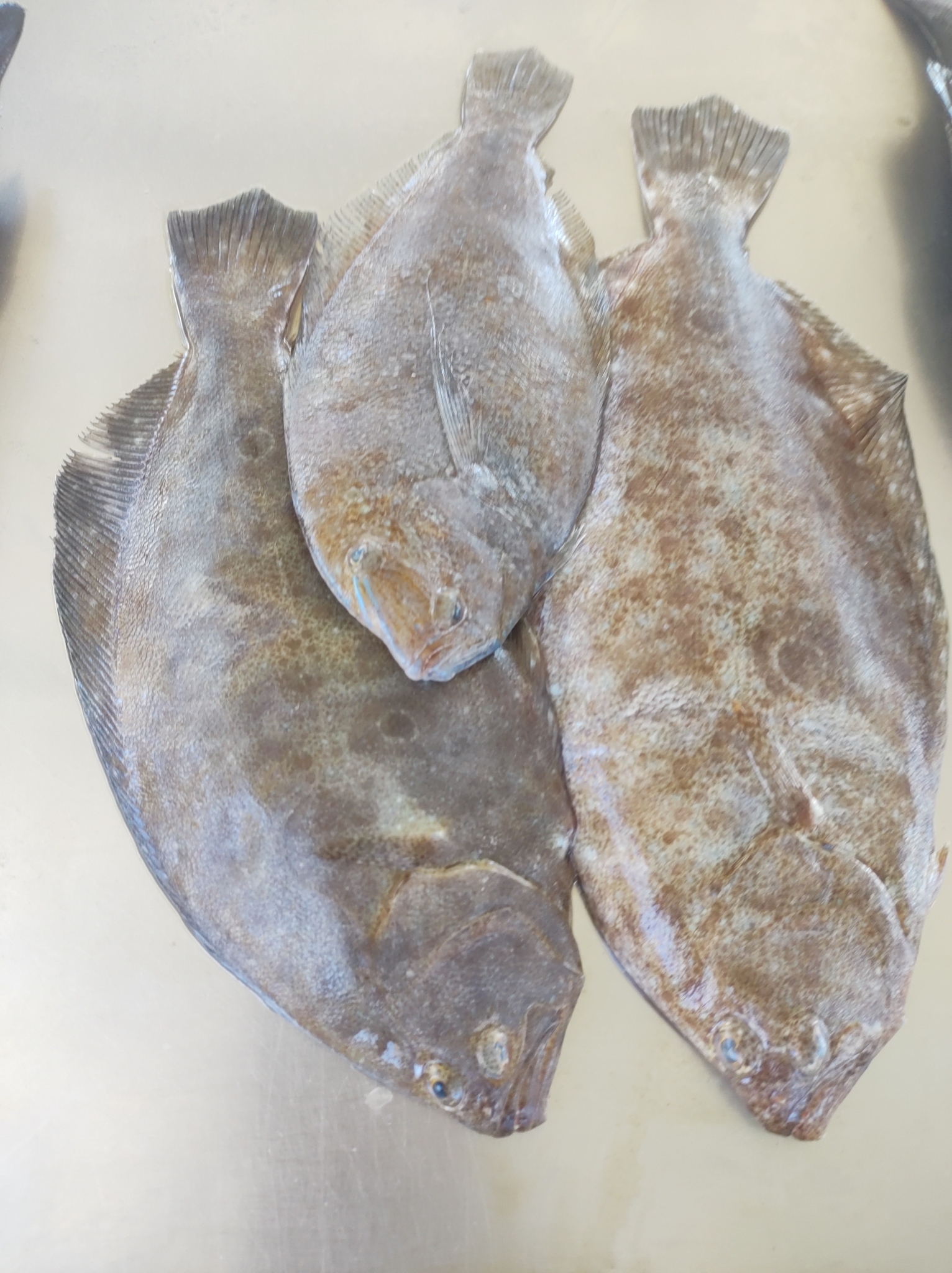 Patagonian Flounder photo 6