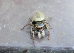 Carrhotus xanthogramma