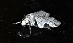 Philobota transversella