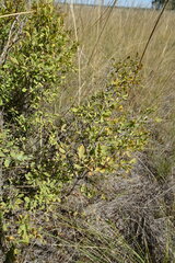 Spiraea hypericifolia