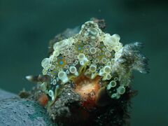 Dendrodoris krusensternii