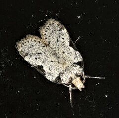 Philobota transversella