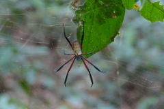Trichonephila fenestrata