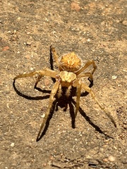 Backobourkia