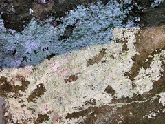 Lepraria finkii