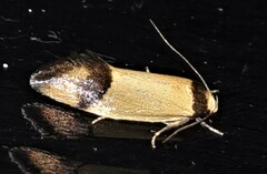 Olbonoma disticta
