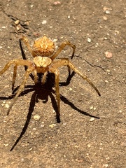 Backobourkia