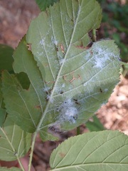 Phylloplecta tripunctata