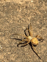 Backobourkia