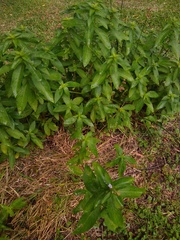 Hygrophila costata